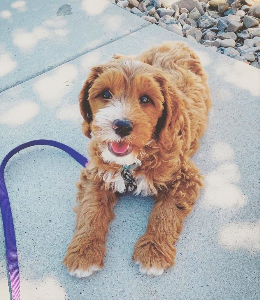 Australian Goldendoodle puppy walking on leash