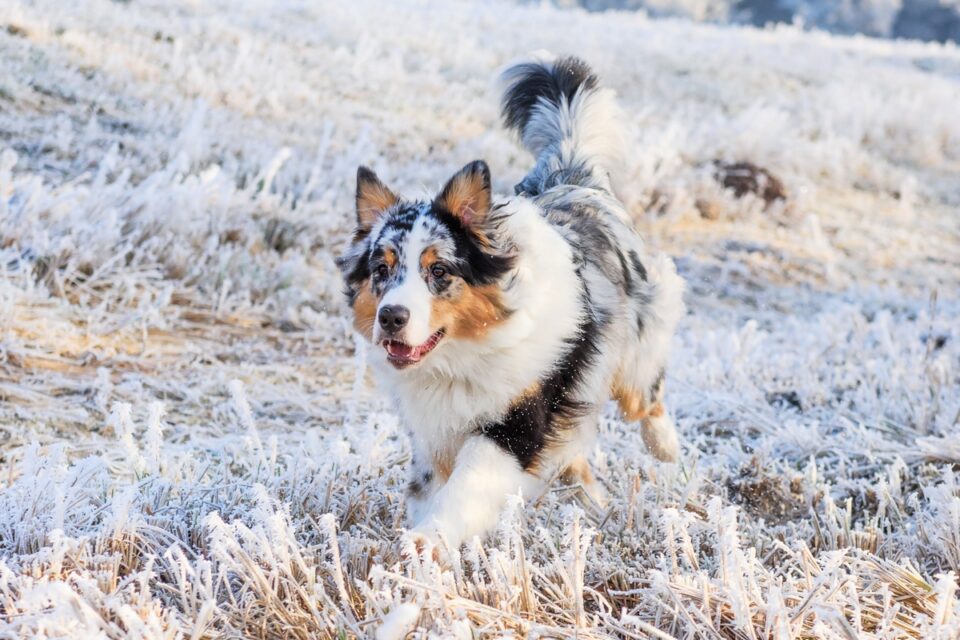 Do Australian Shepherds Have Tails? Bobbed Tail vs. Normal Tail