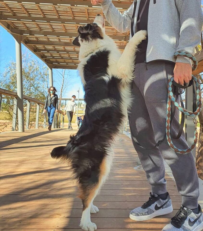 Do Australian Shepherds Have Tails? Bobbed Tail vs. Normal Tail