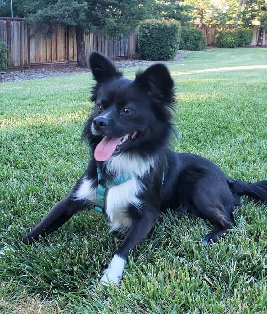 Black Mini Border Collie sitting on grass
