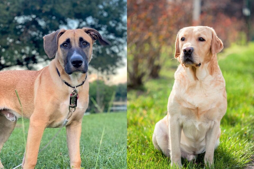 Black Mouth Cur Lab Mix A Loyal Labrador Mix You Will Love