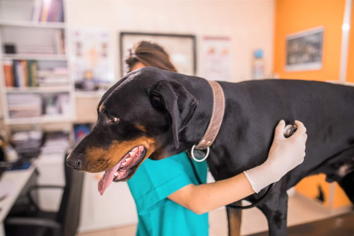 Black Warlock Doberman on a medical exam at vet's office