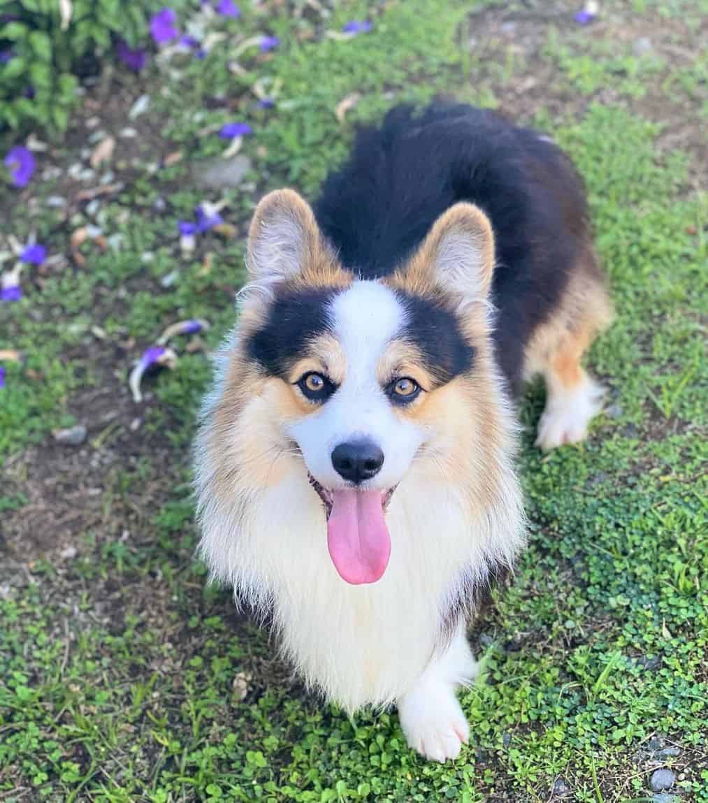 Black and Tan Fluffy Pembroke Welsh Corgi