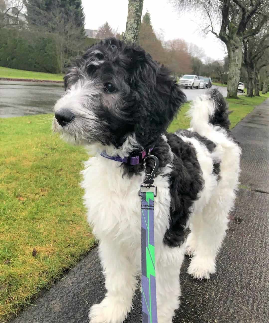 All Goldendoodle Colors and Patterns Explained (With Pictures)