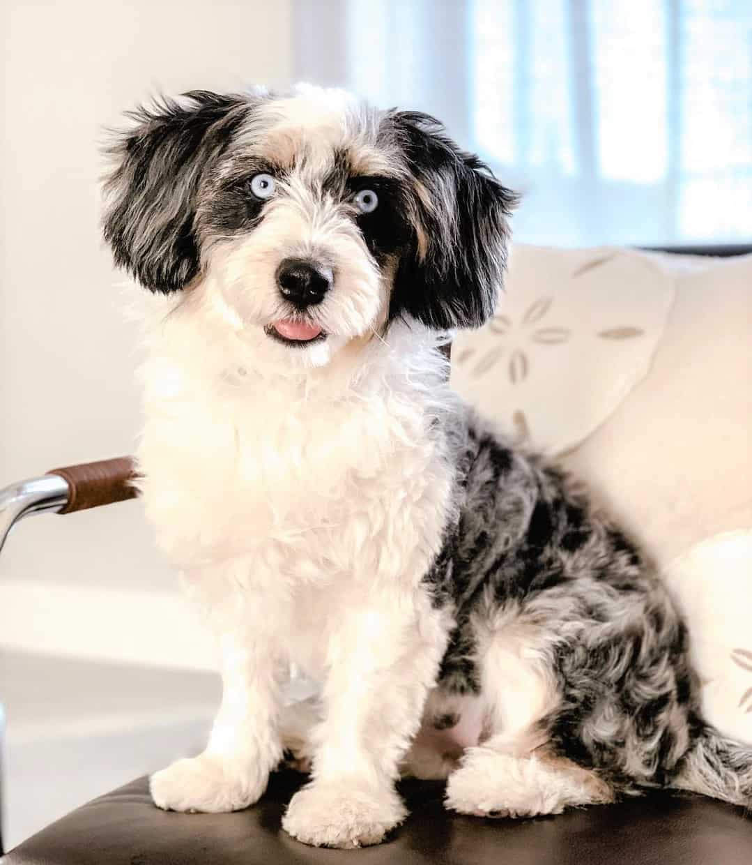 ozzy doodle dog