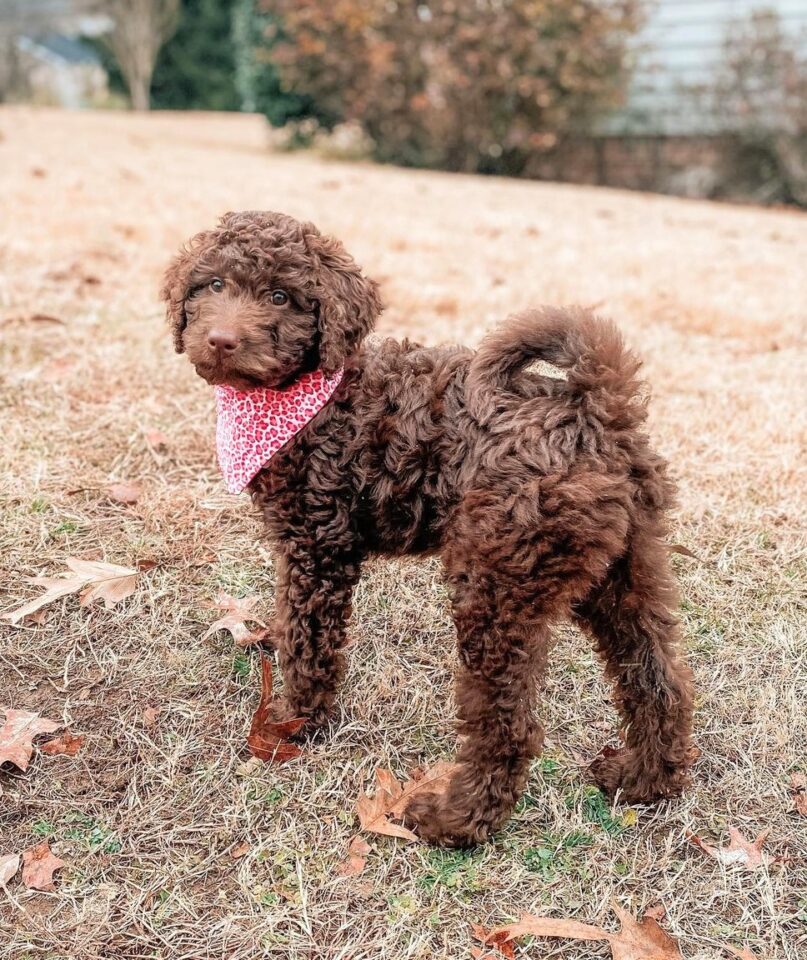 All Goldendoodle Colors and Patterns Explained (With Pictures)