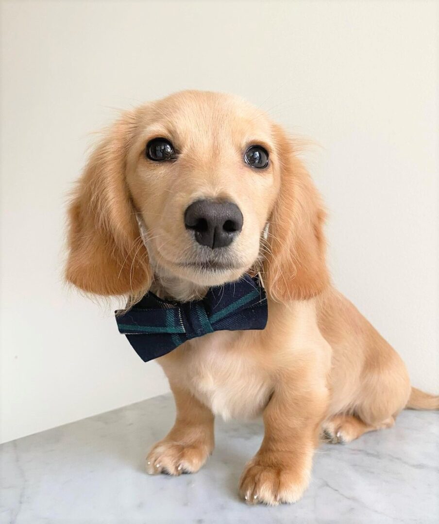 All Dachshund Colors and Patterns Explained With Pictures