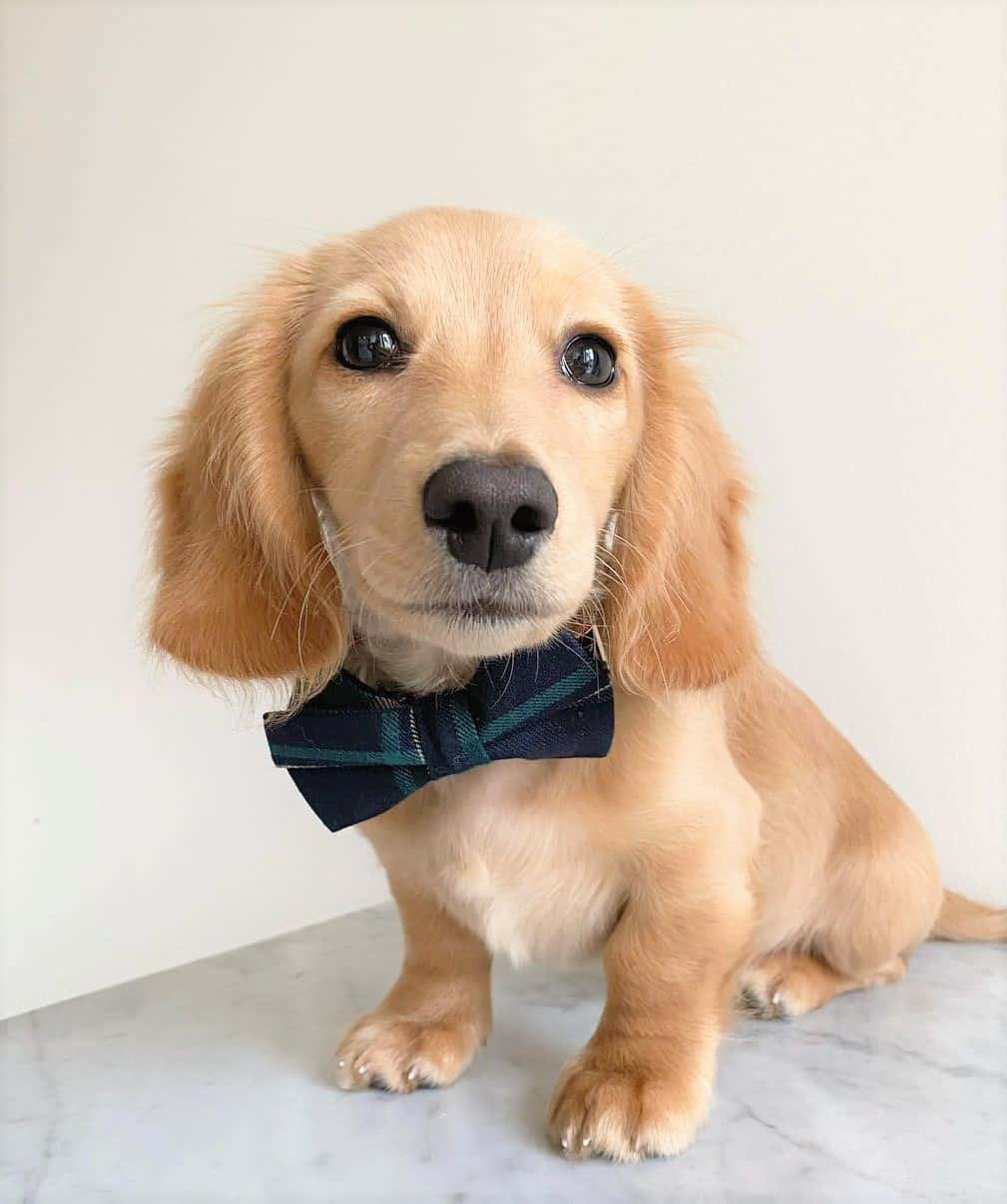 All Dachshund Colors and Patterns Explained With Pictures