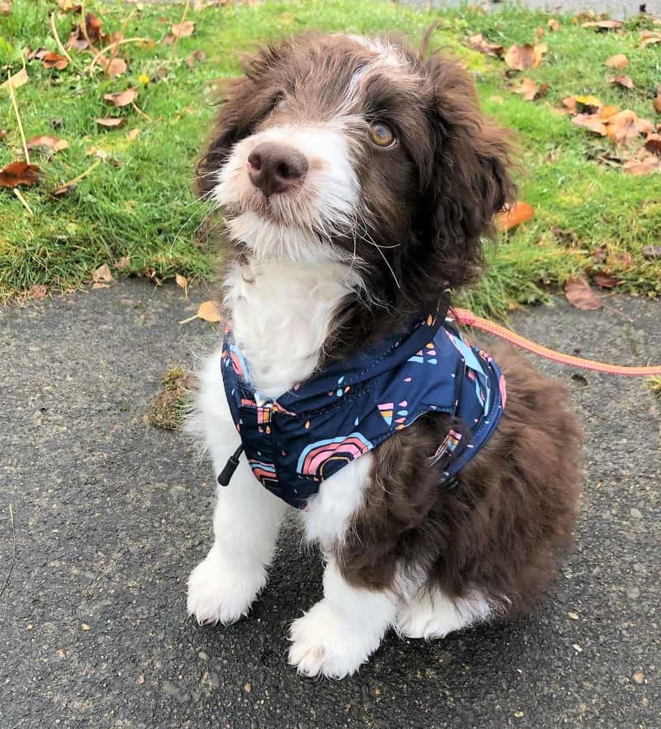 Cute Mini Aussiedoodle puppy walking on leash