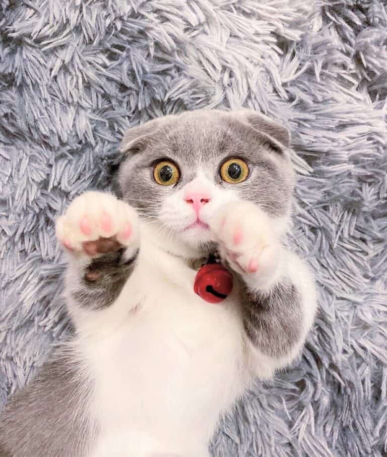 Scottish Fold Munchkin Cat The Instagram Famous Cat We All Love