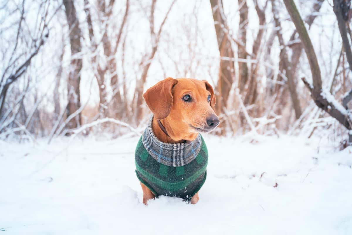 Doxin Doxen Doxie Dachshund wearing winter coat