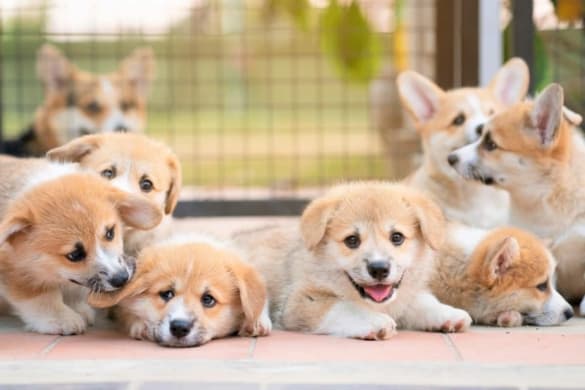 How Much Does A Corgi Cost 2025 Price Guide Group Of Corgi Puppies For Sale Prices And Expenses 585x390