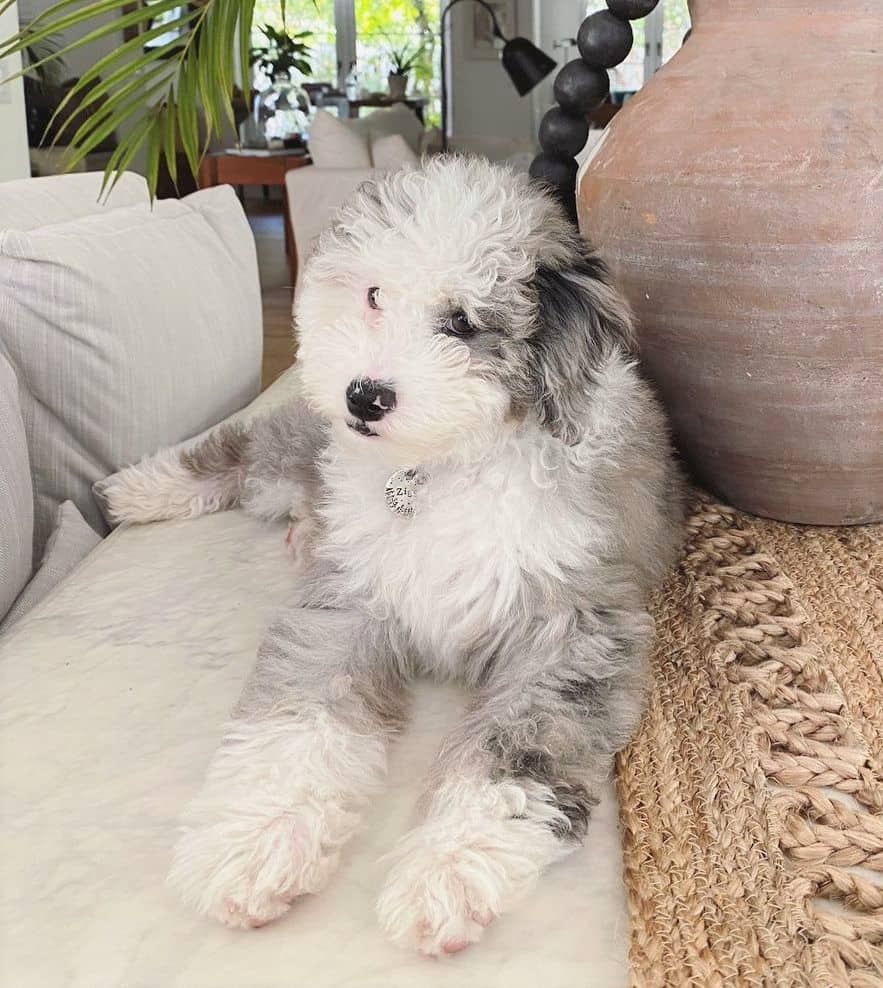 Merle Australian Goldendoodle lying on a table