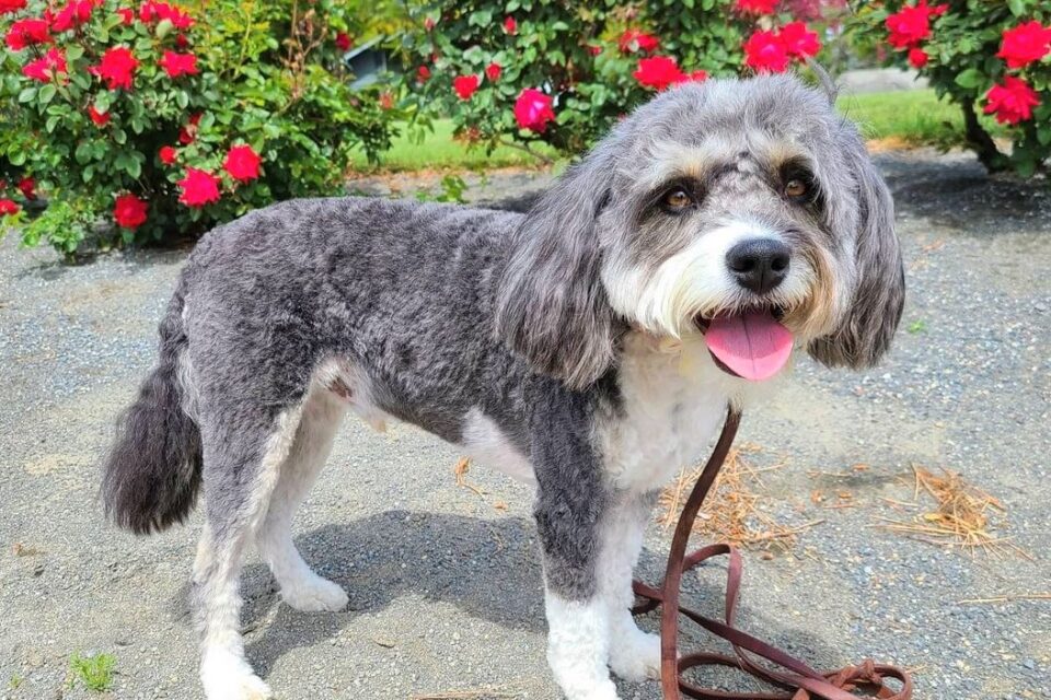 Miniature Aussiedoodle Info, Temperament, Pictures, and FAQ