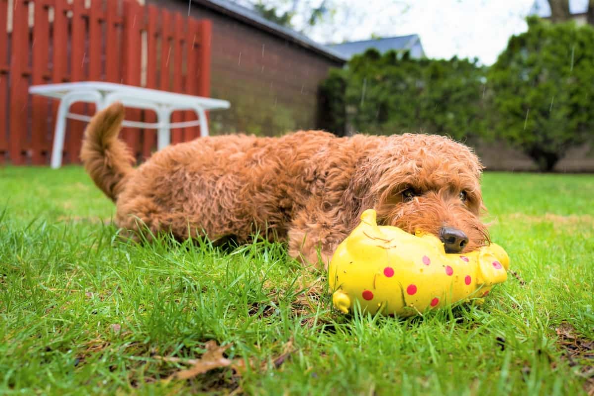 Miniature Goldendoodle playing in the rain