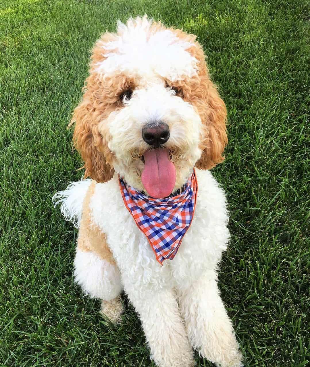 All Goldendoodle Colors and Patterns Explained (With Pictures)