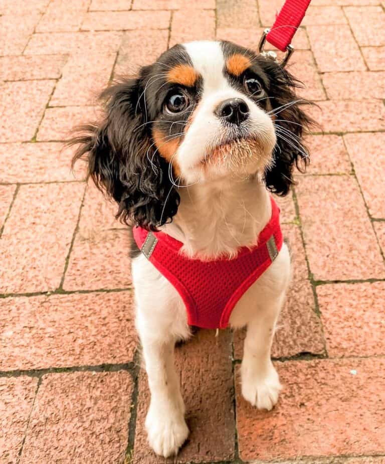 Teacup Cavalier King Charles Spaniel A Comprehensive Guide