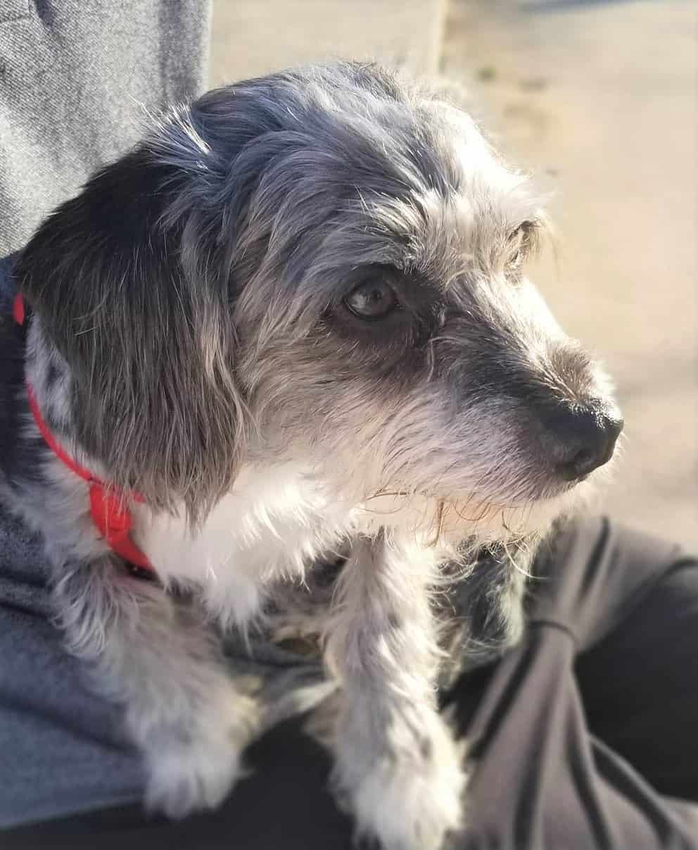 Terrier Poodle Mix Breed Guide Pictures, Facts, FAQ and More