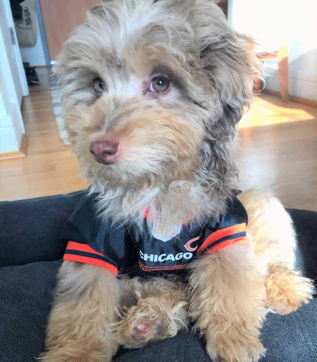 Red Merle Miniature Aussiedoodle