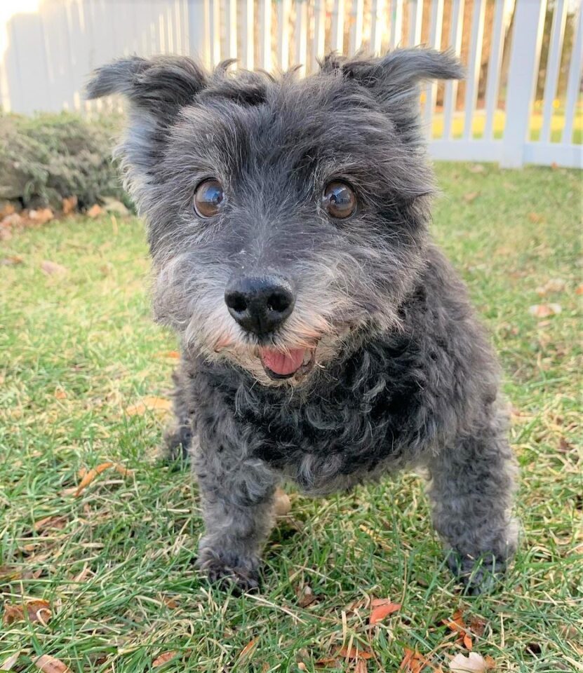 Terrier Poodle Mix Breed Guide Pictures, Facts, FAQ and More