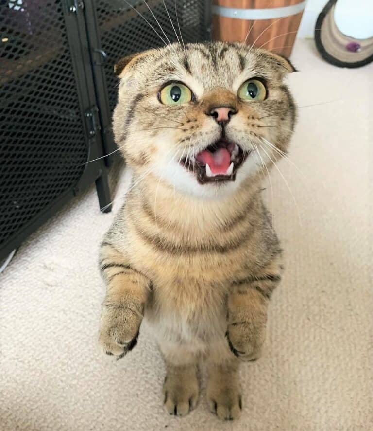 Scottish Fold Munchkin Cat The Instagram Famous Cat We All Love