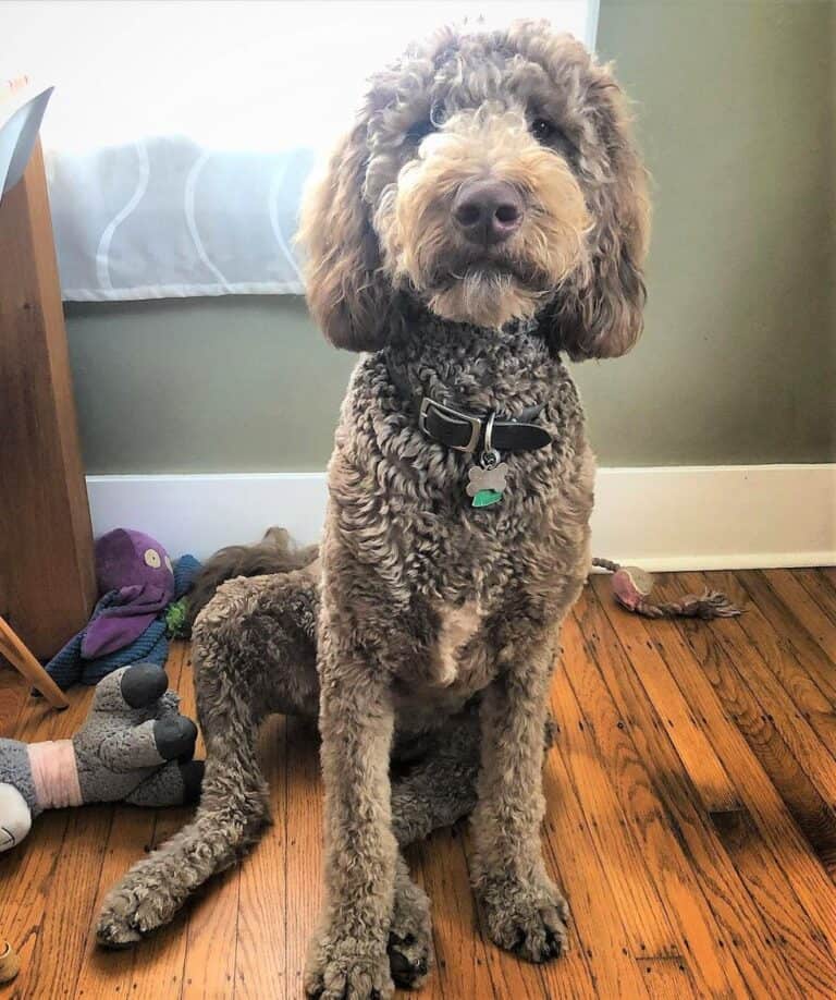 All Goldendoodle Colors and Patterns Explained (With Pictures)