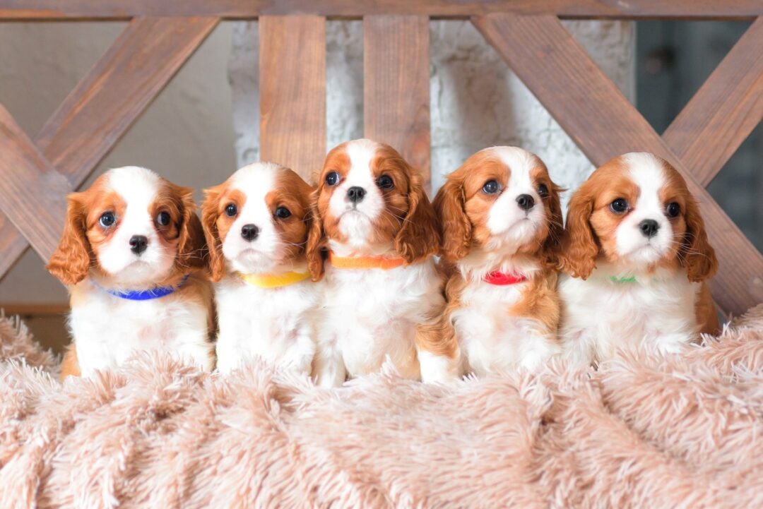 Teacup Cavalier King Charles Spaniel A Comprehensive Guide