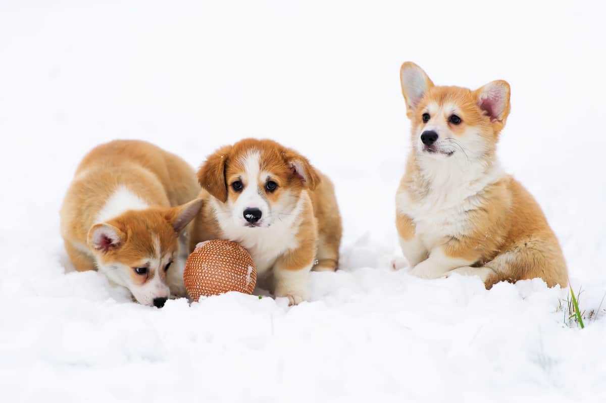 Three puppies of fluffy Welsh Corgi play in snow