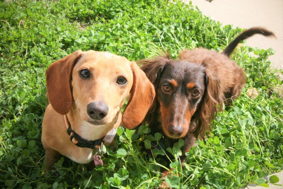 All Dachshund Colors and Patterns Explained With Pictures