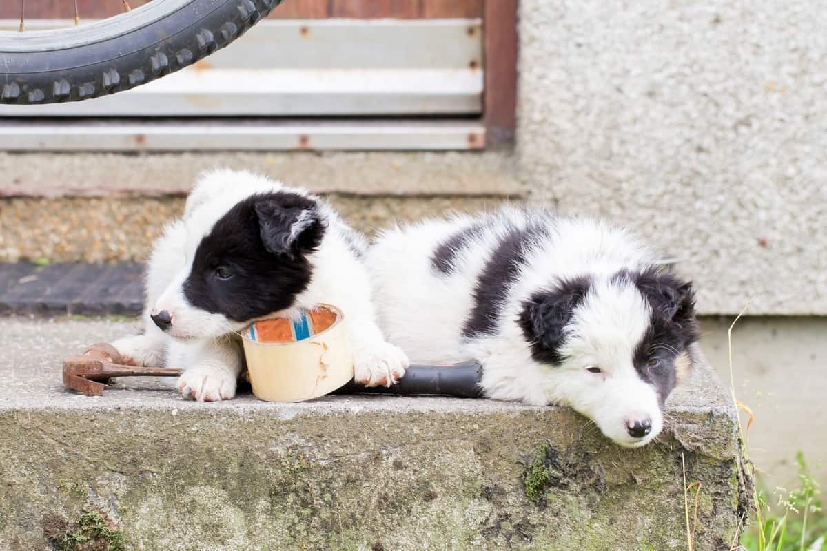Two Mini Border Collie puppies sleeping on a farm