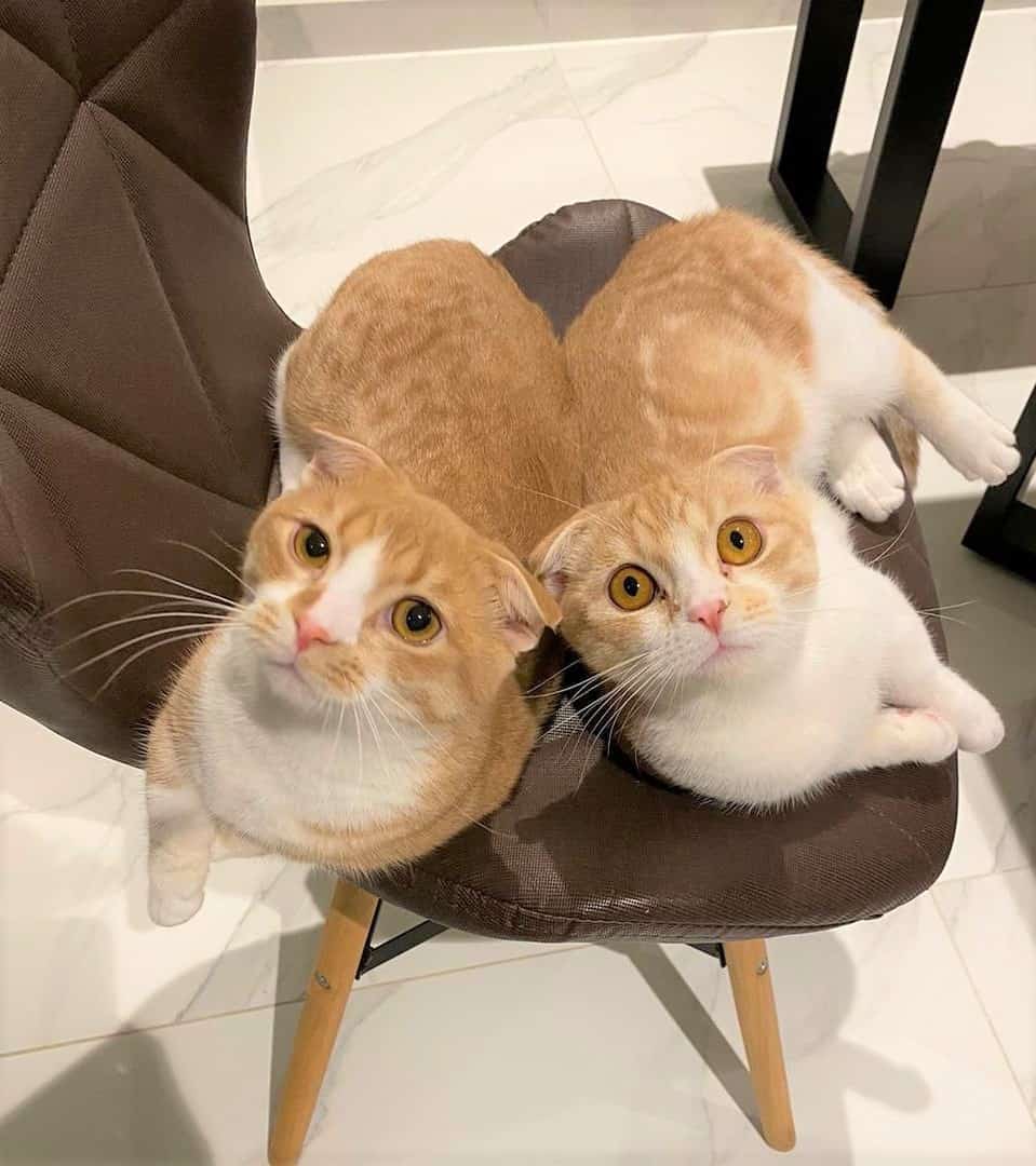 Two Scottish Fold Munchkins sitting together