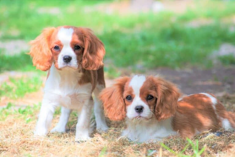 Teacup Cavalier King Charles Spaniel A Comprehensive Guide
