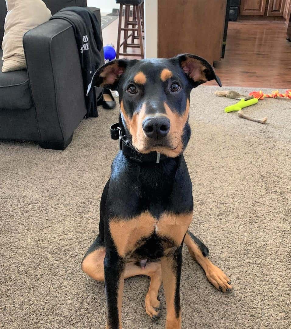 Warlock Doberman (Doberman and Rottweiler mix)