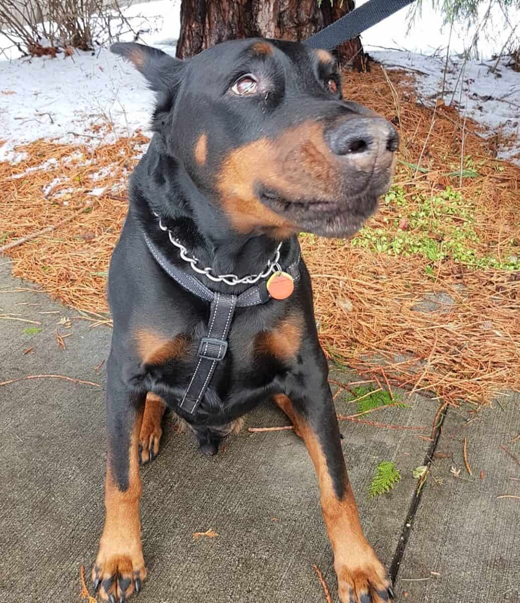 Warlock or king Doberman outdoor