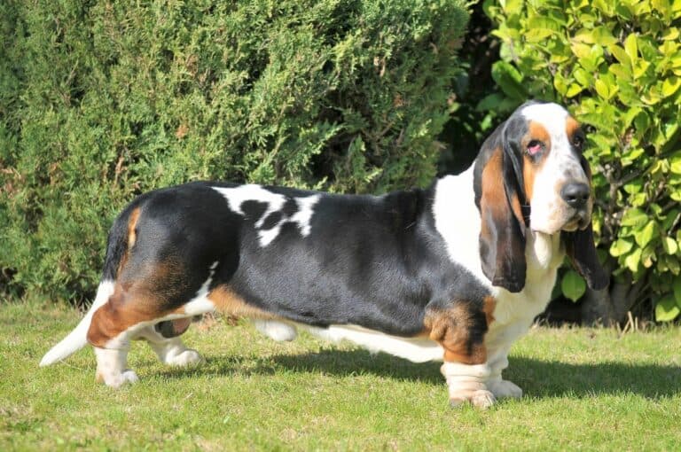 Basset Hound Weight Growth Curve and Average Weights