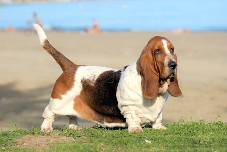 Basset Hound Weight Growth Curve and Average Weights