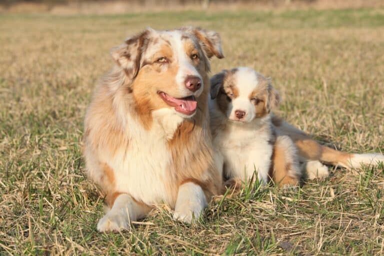 Red Merle Australian Shepherd A Comprehensive Guide