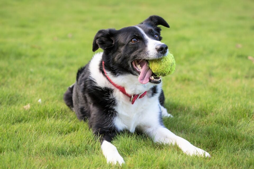 10 Best Border Collie Rescues for Adoption (2024) Our Top 10 Picks!