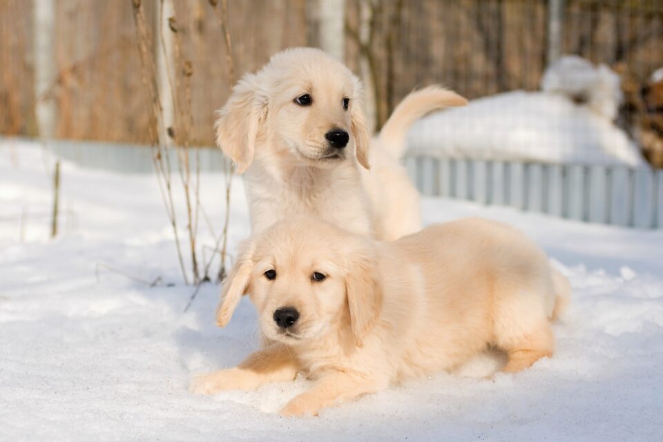 10 Best Golden Retriever Breeders (2024) Our Top 10 Picks!