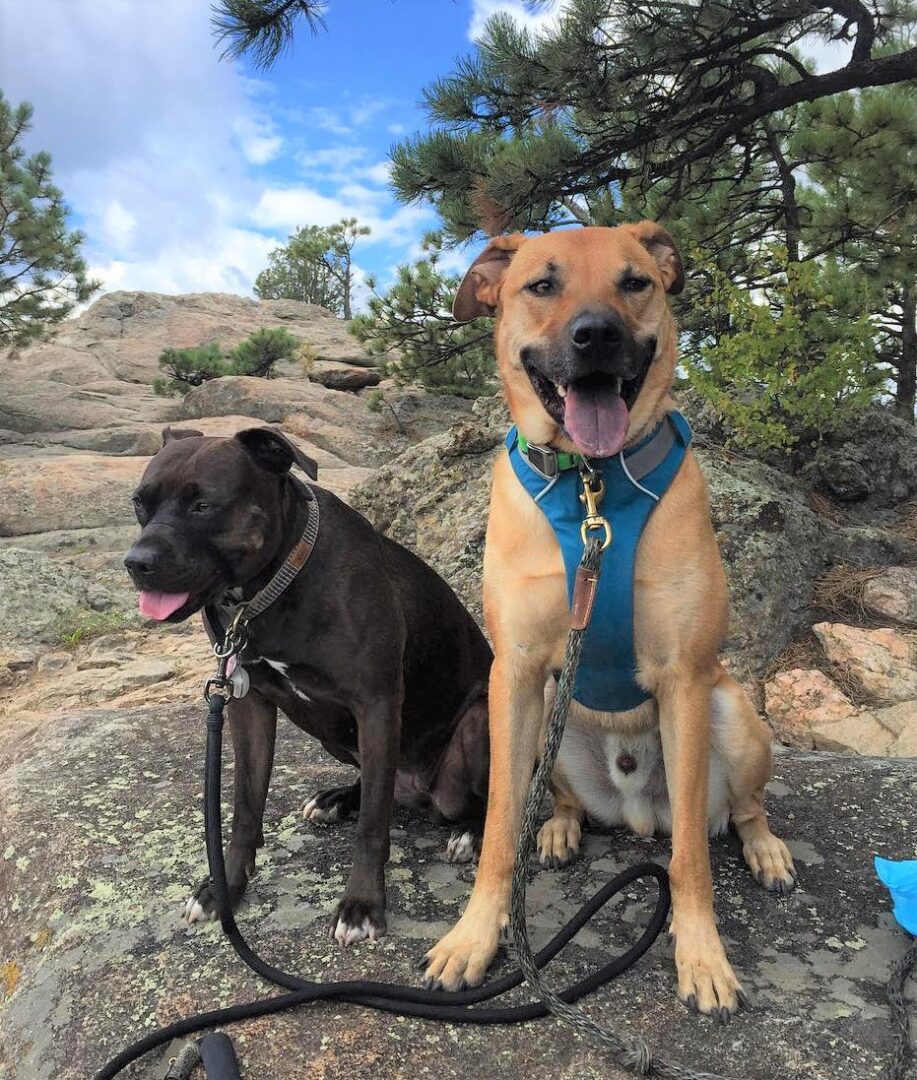Black Mouth Cur Lab Mix A Loyal Labrador Mix You Will Love