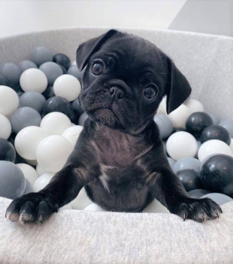 Are Teacup Pugs Real? The Tiniest Canine Clowns Explained