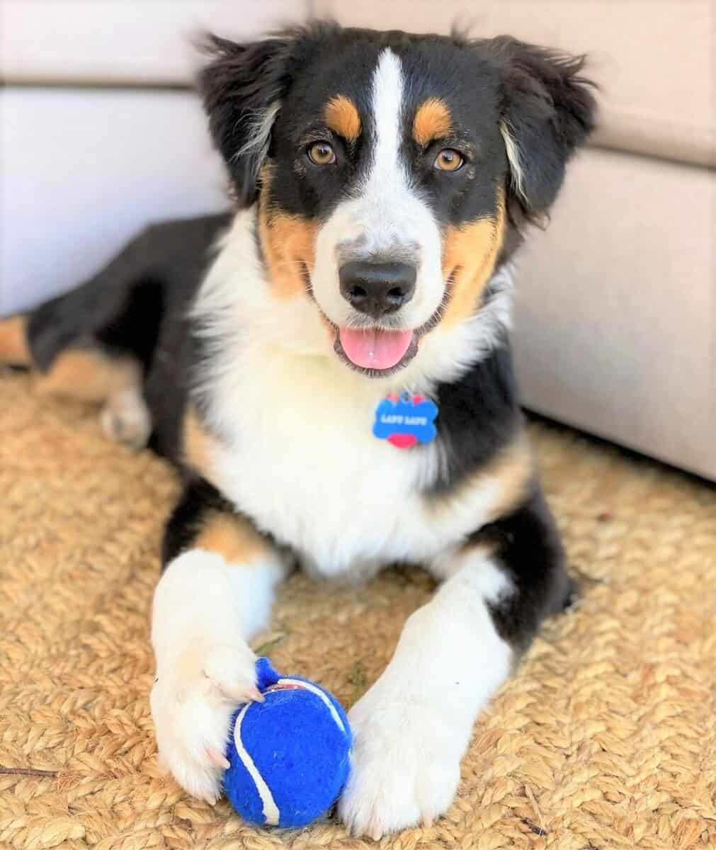 Black tri color Australian Shepherd