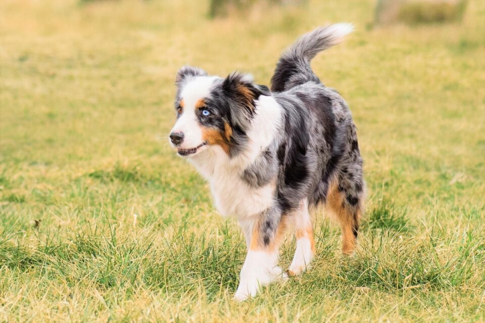 Tri-Color Australian Shepherd: All 4 Tri-Color Varieties Explained