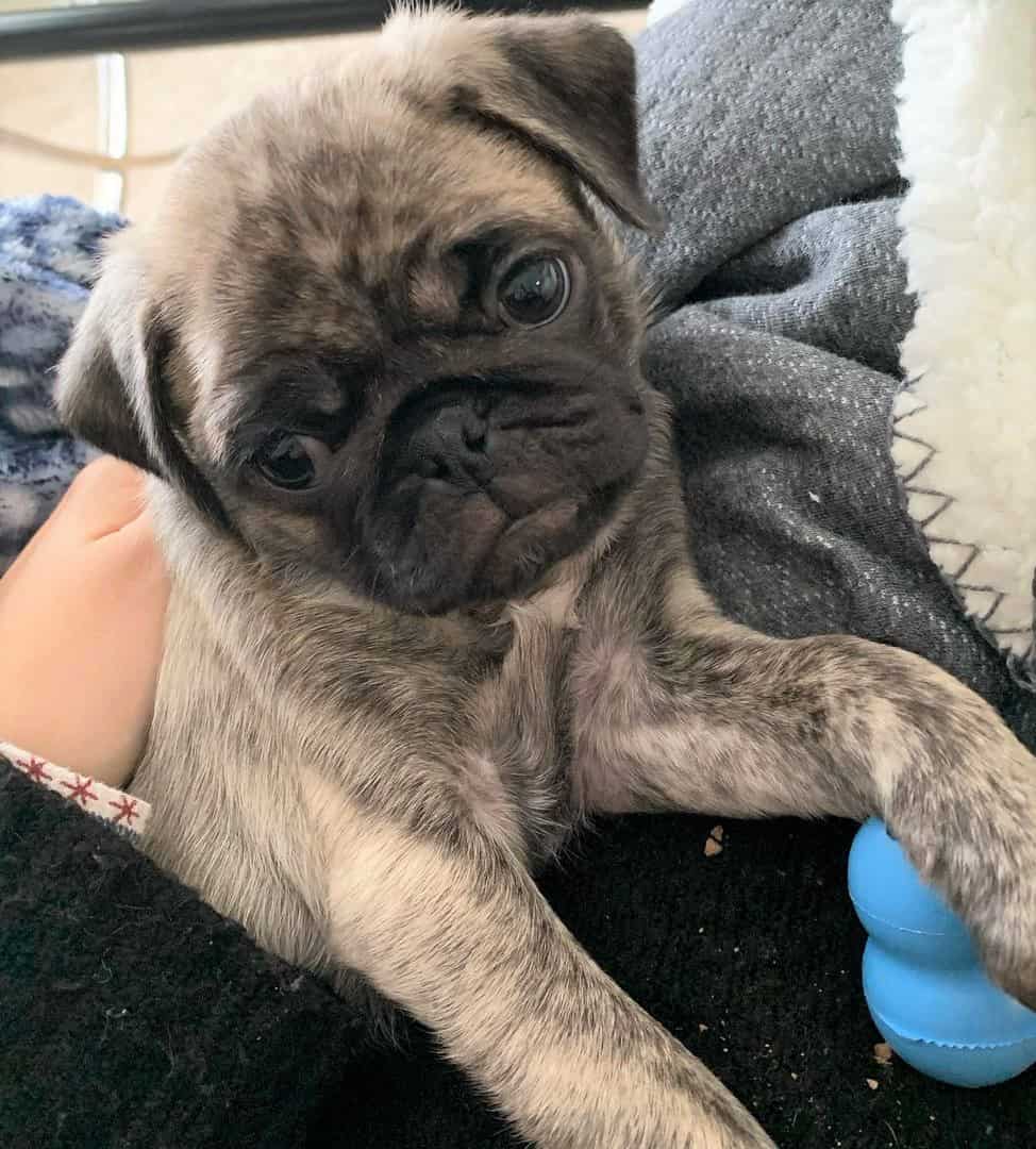 Brindle teacup Pug