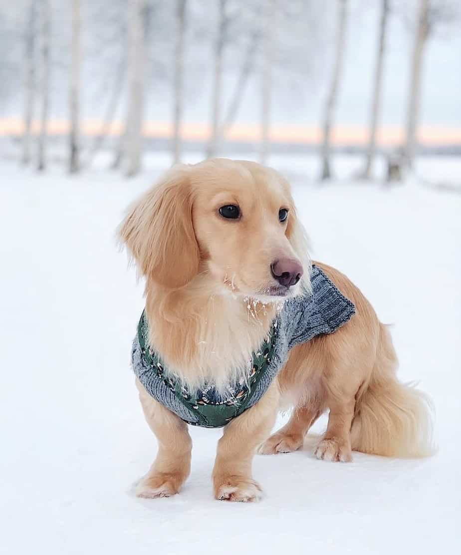 Clear Cream Dachshund or EE Dachshund in winter