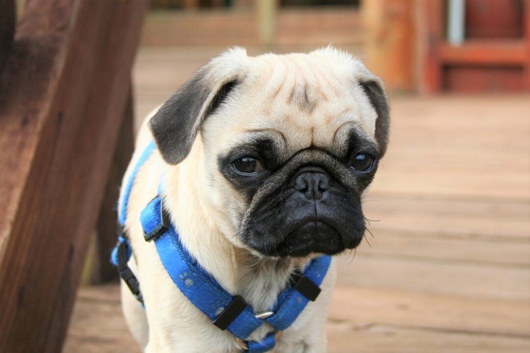 Are Teacup Pugs Real? The Tiniest Canine Clowns Explained