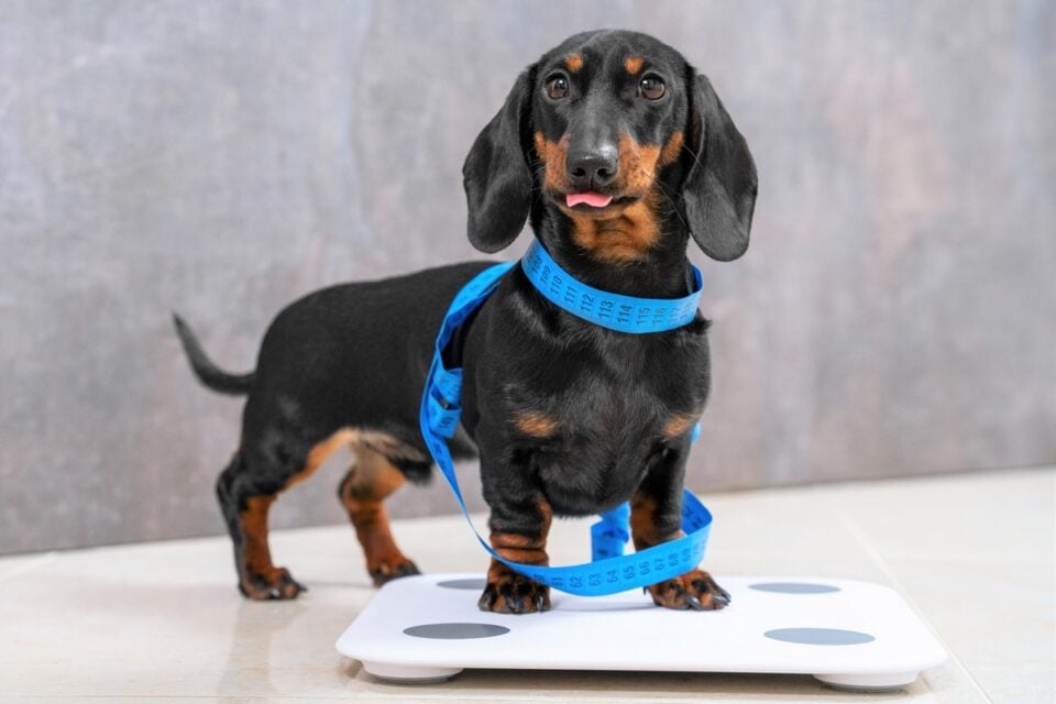 Dachshund Weight Growth Curve and Average Weights
