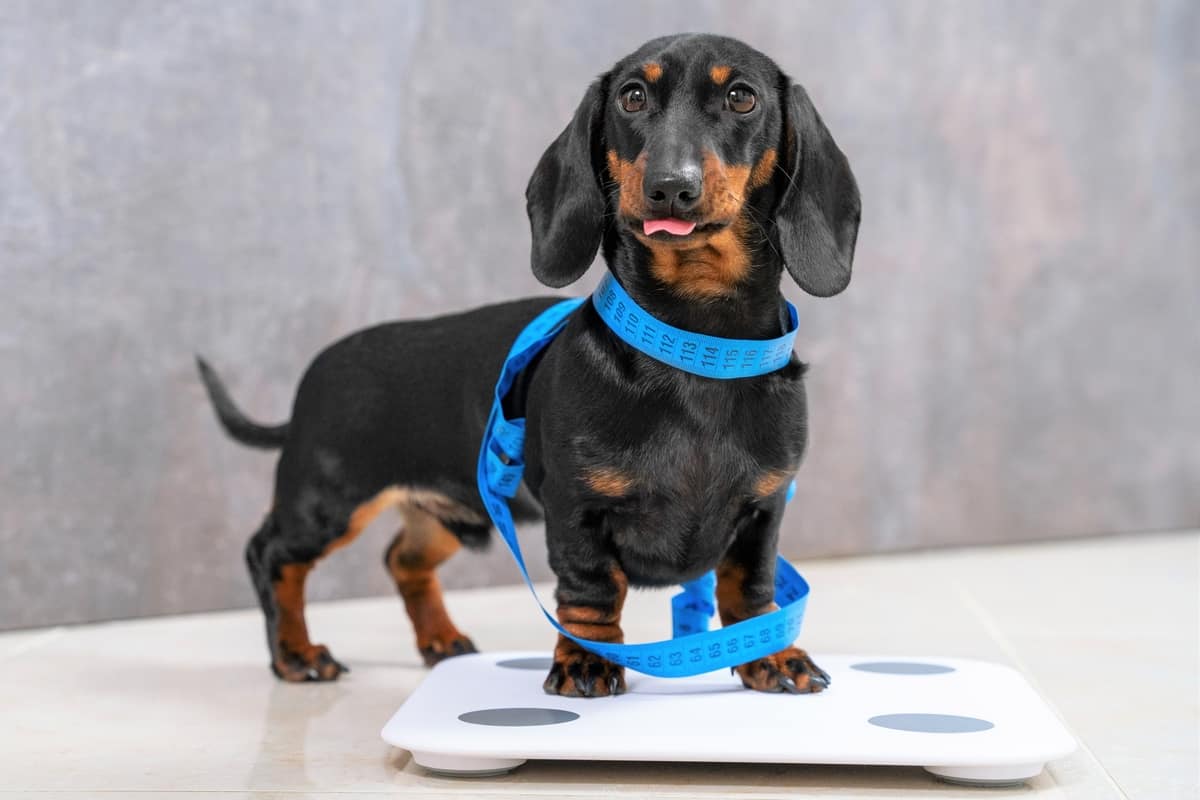 Dachshund puppy weighing his weight on a scale