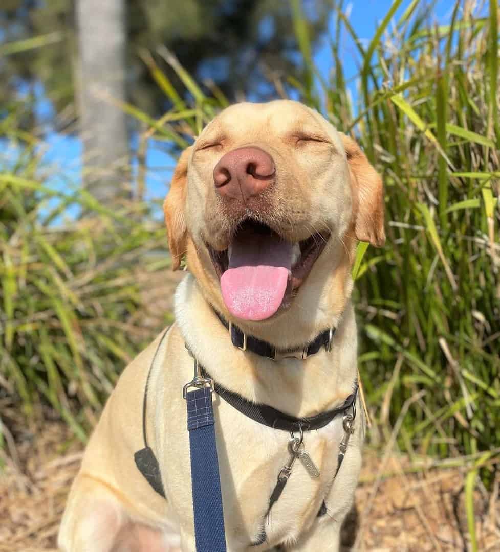 Dudley Lab lukker øynene og smiler