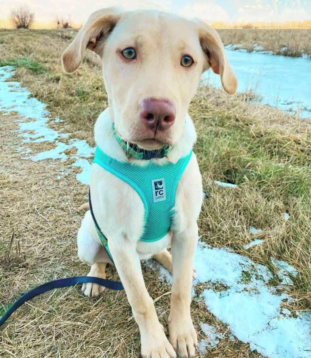 Dudley Lab com bela cor dos olhos